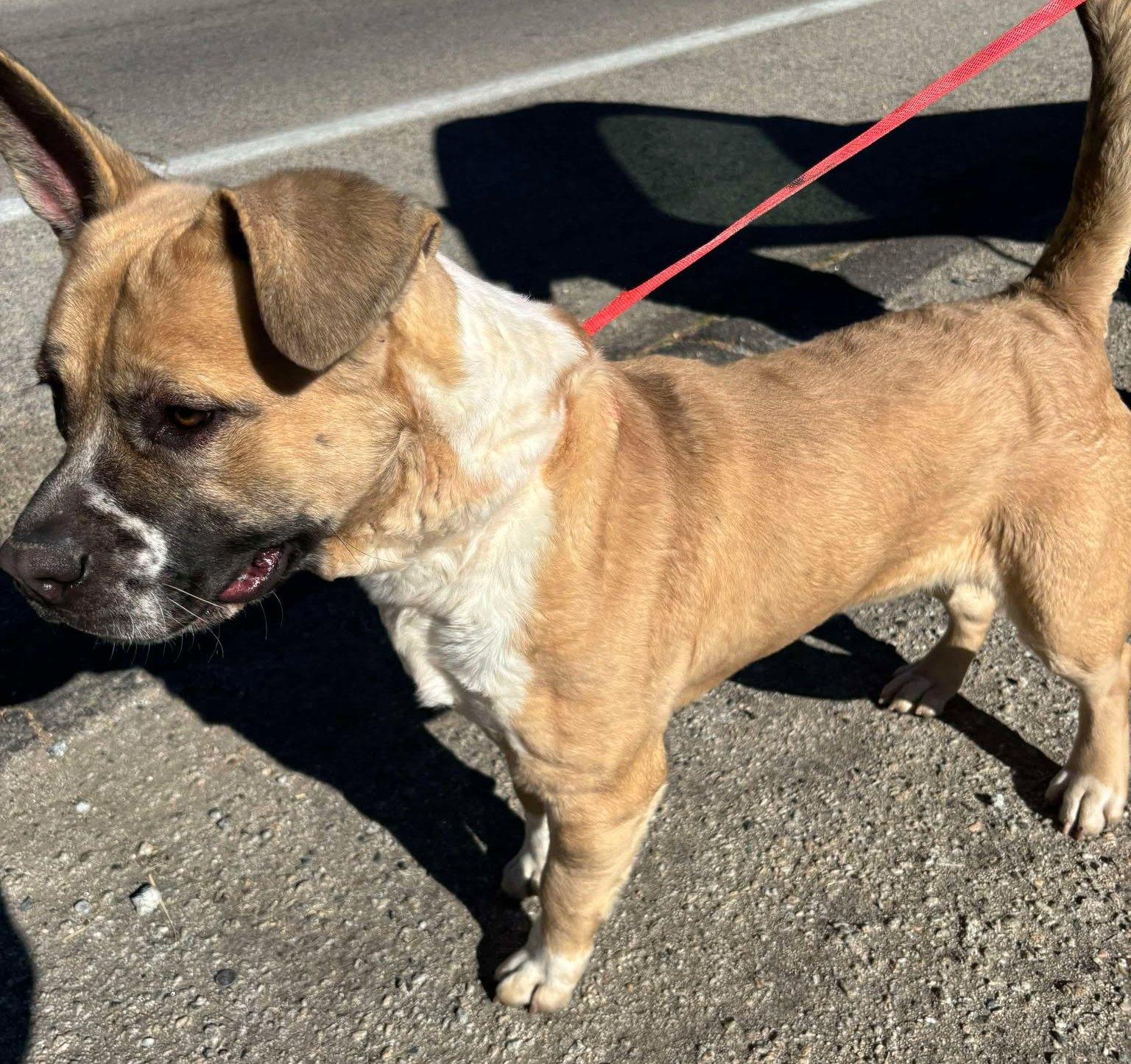 Billy, a Adoptable mixed breed in Ventura, CA image 4/6