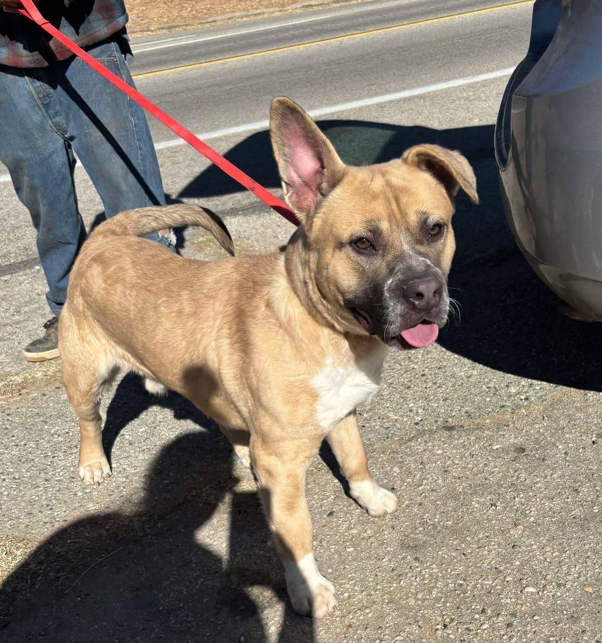 Billy, a Adoptable mixed breed in Ventura, CA image 5/6