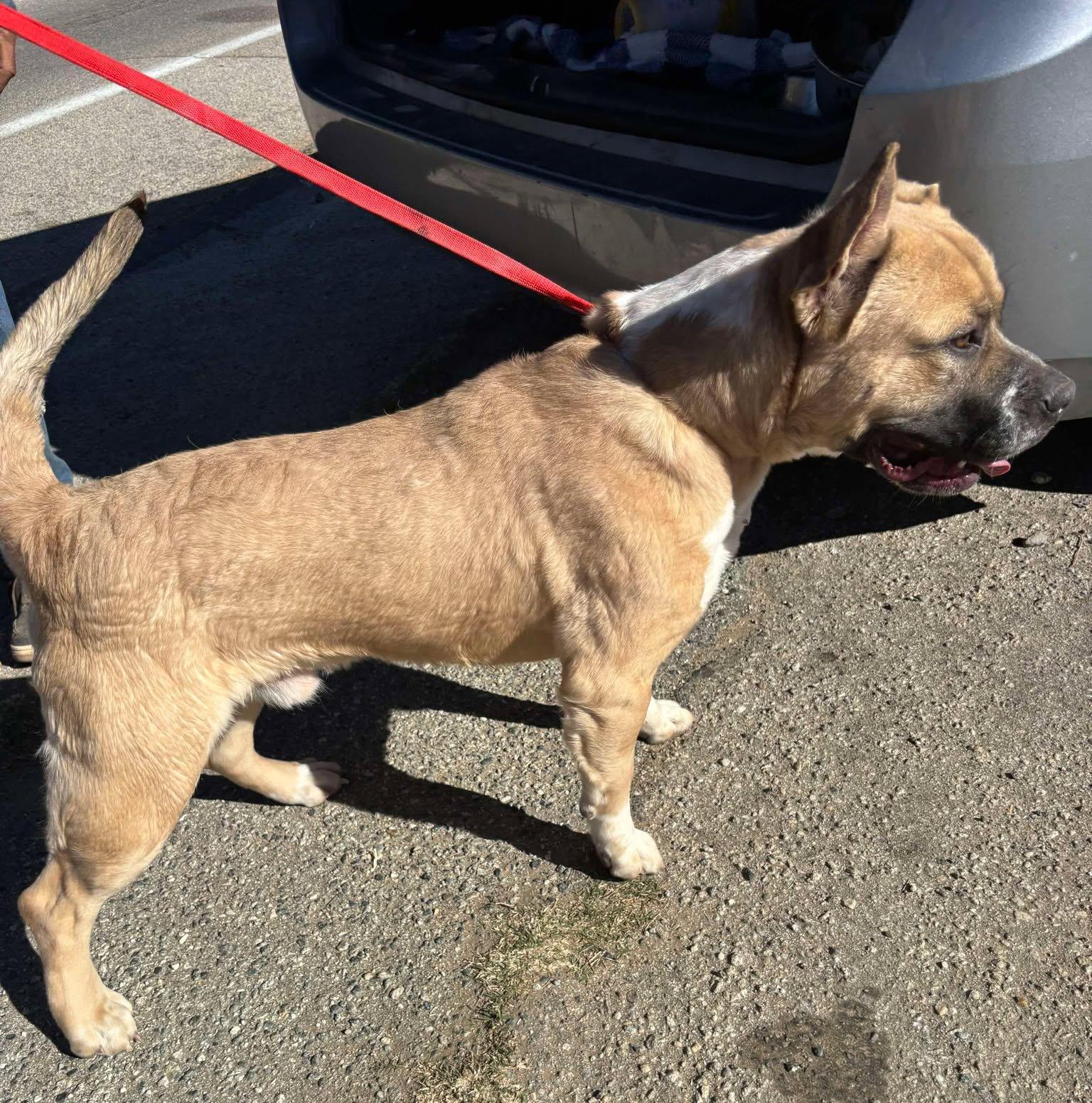 Billy, a Adoptable mixed breed in Ventura, CA image 6/6