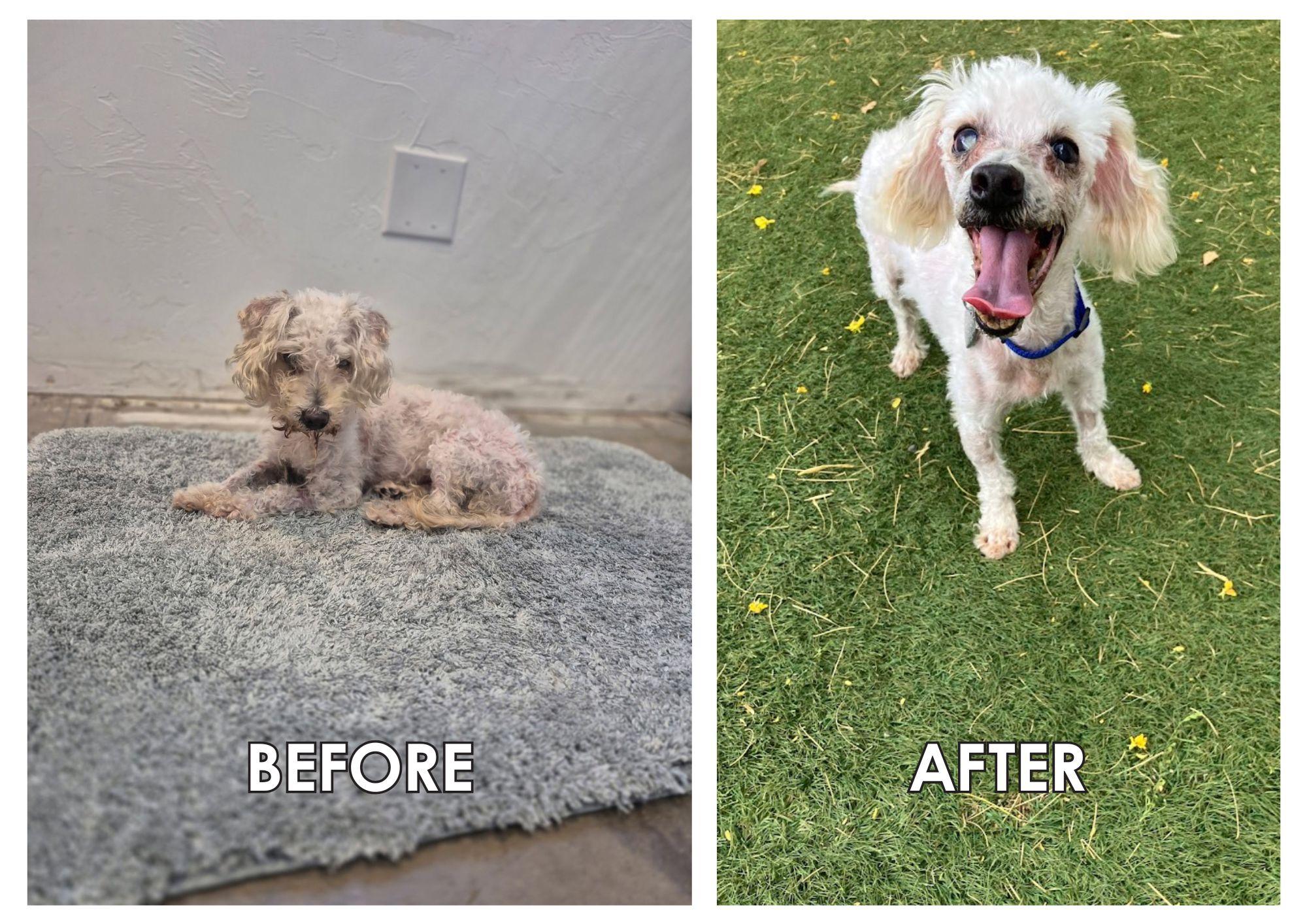 Enlarge Murphy, a ADOPTABLE Miniature Poodle in Scottsdale, AZ image 4/4