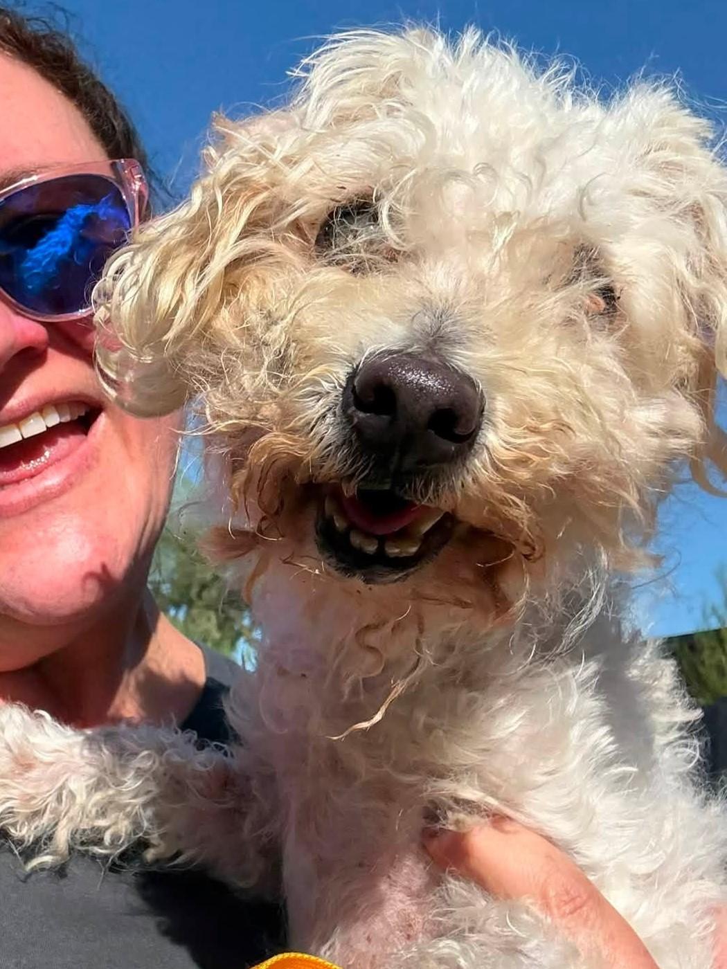 Enlarge Murphy, a ADOPTABLE Miniature Poodle in Scottsdale, AZ image 3/4