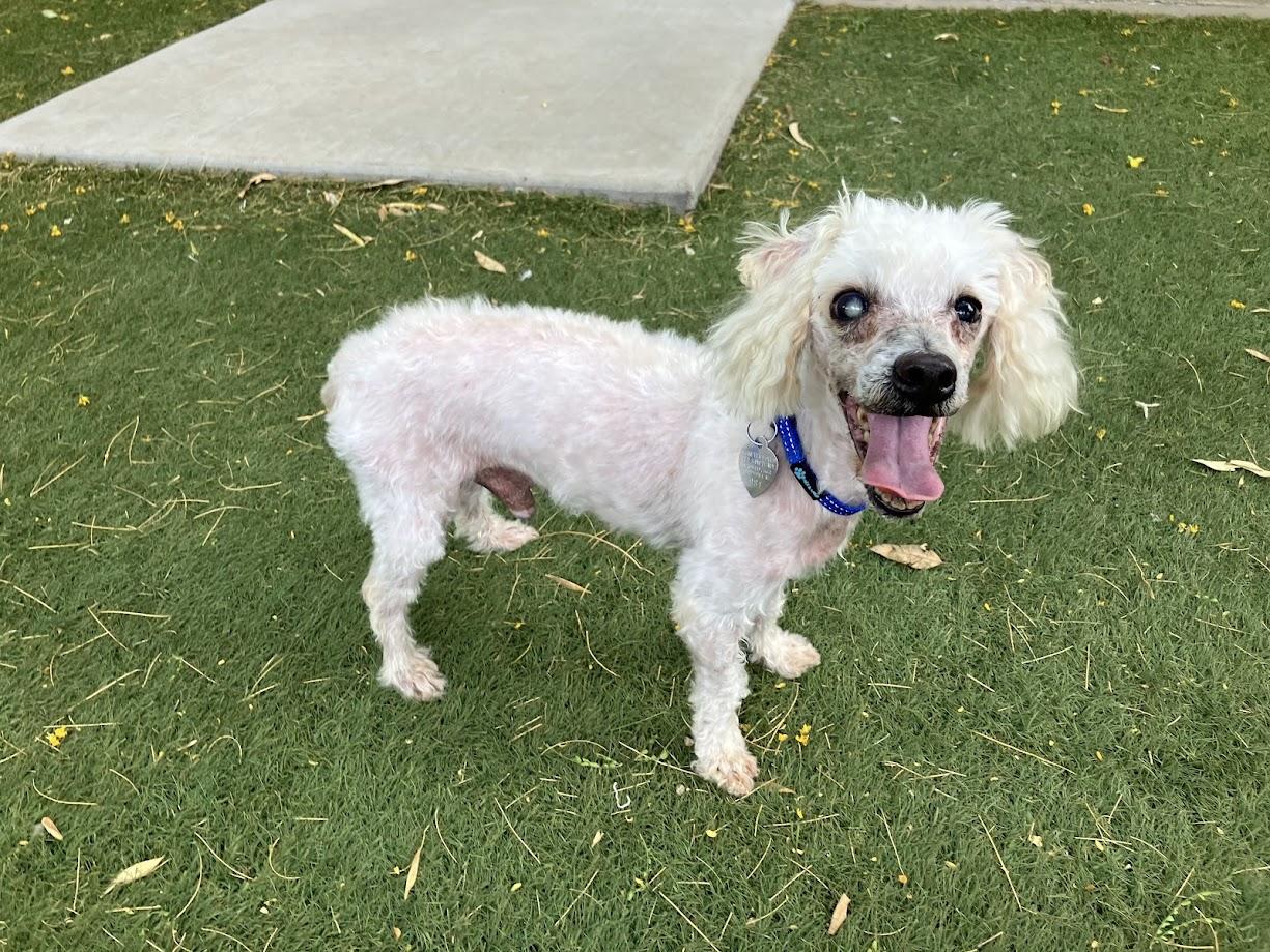Murphy, ADOPTABLE, Senior Male Miniature Poodle.
