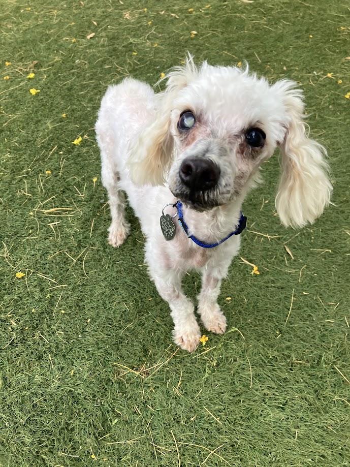 Enlarge Murphy, a ADOPTABLE Miniature Poodle in Scottsdale, AZ image 2/4