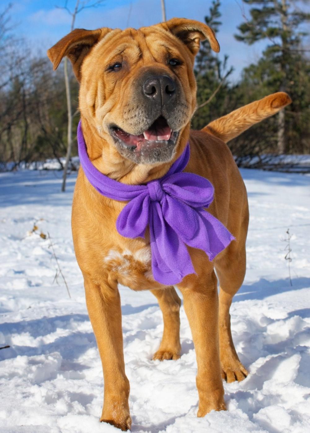 Enlarge Molly, an adoptable mixed breed in Cheboygan, MI image 3/6