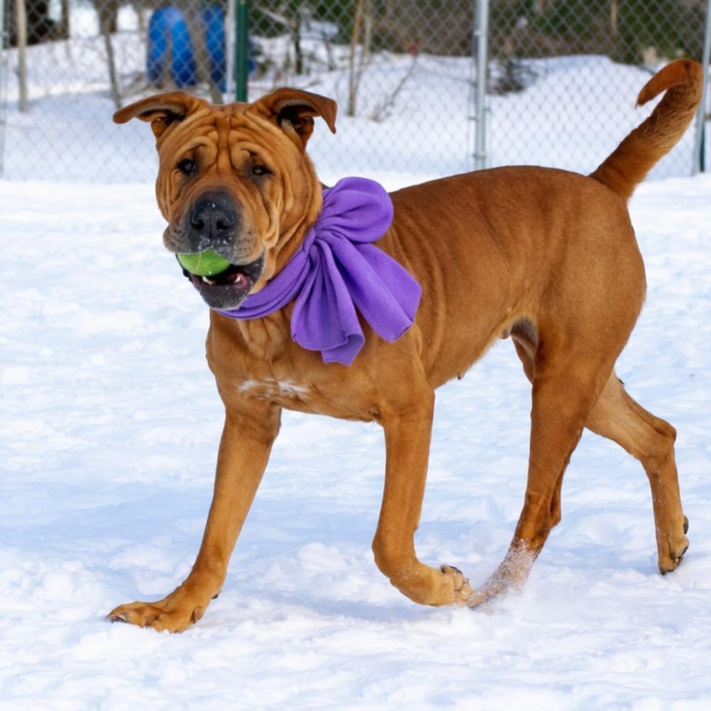 Molly, adoptable, Adult Female Shar-Pei.