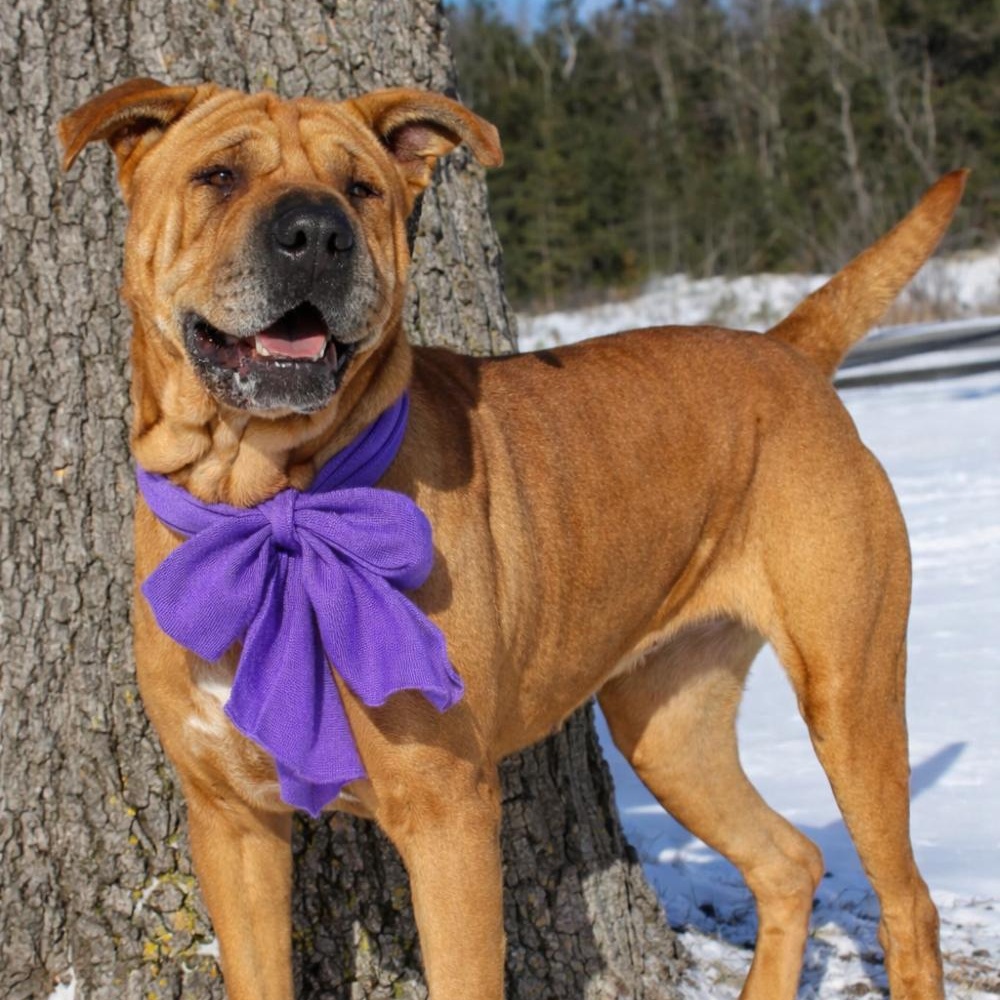 Enlarge Molly, an adoptable mixed breed in Cheboygan, MI image 2/6