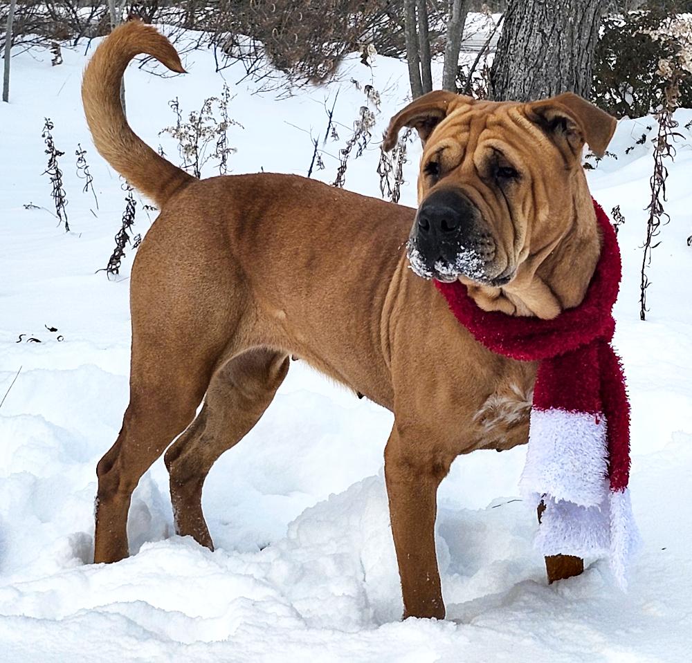 Molly, ADOPTABLE, Adult Female Mixed Breed.