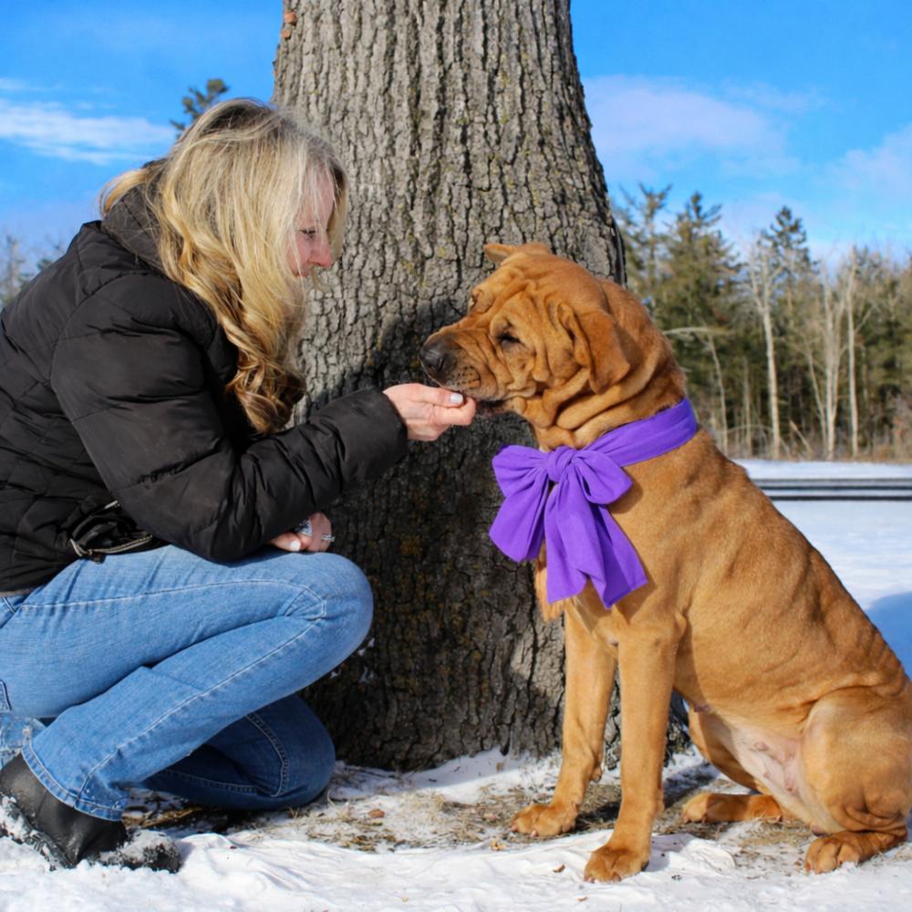 Enlarge Molly, an adoptable mixed breed in Cheboygan, MI image 5/6