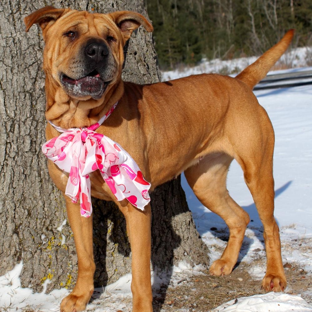 Molly, ADOPTABLE, Adult Female Mixed Breed.