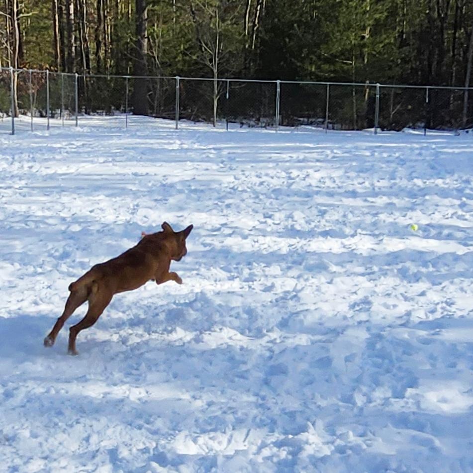 Enlarge Molly, an adoptable mixed breed in Cheboygan, MI image 6/6