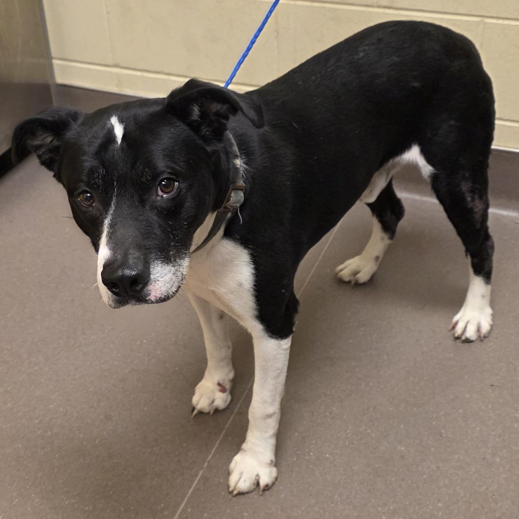Enlarge Ebenezer, a Adoptable mixed breed in Norman, OK image 1/3