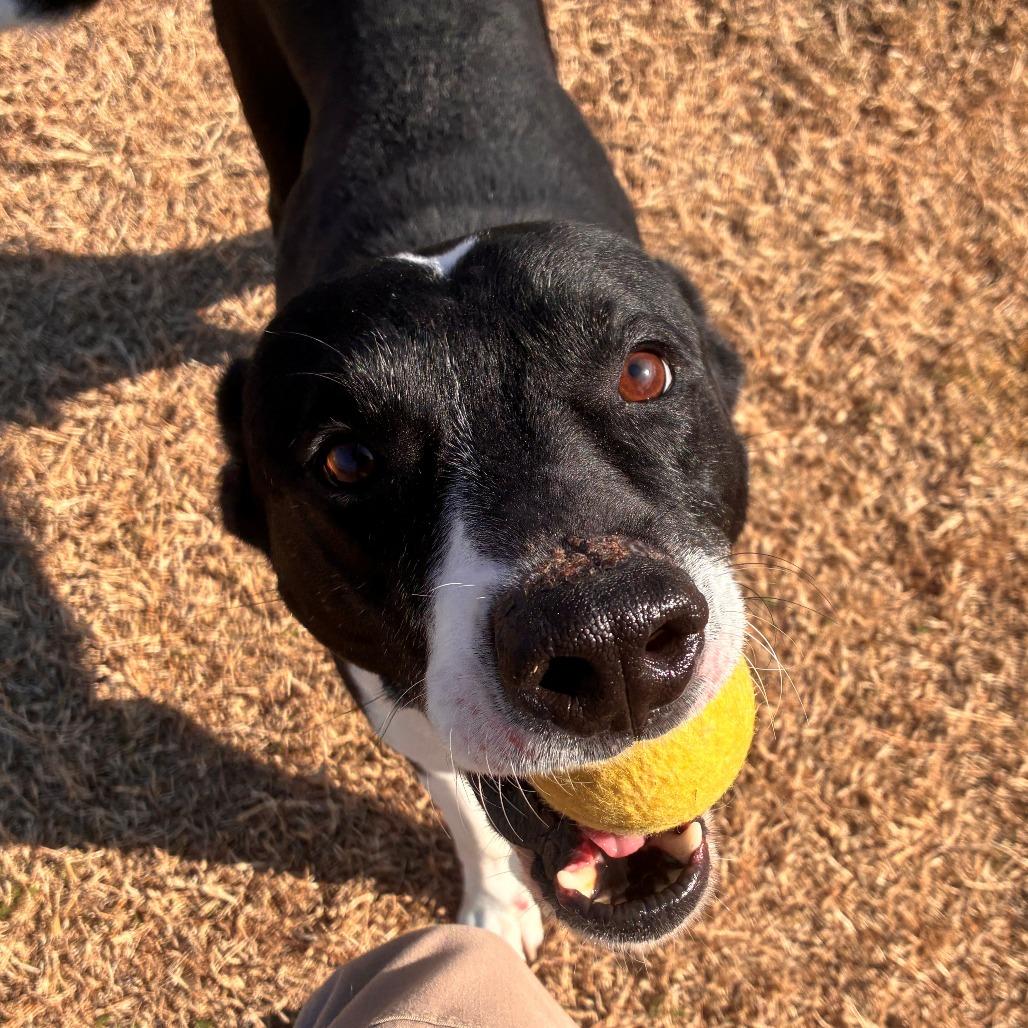 Enlarge Ebenezer, a Adoptable mixed breed in Norman, OK image 2/3