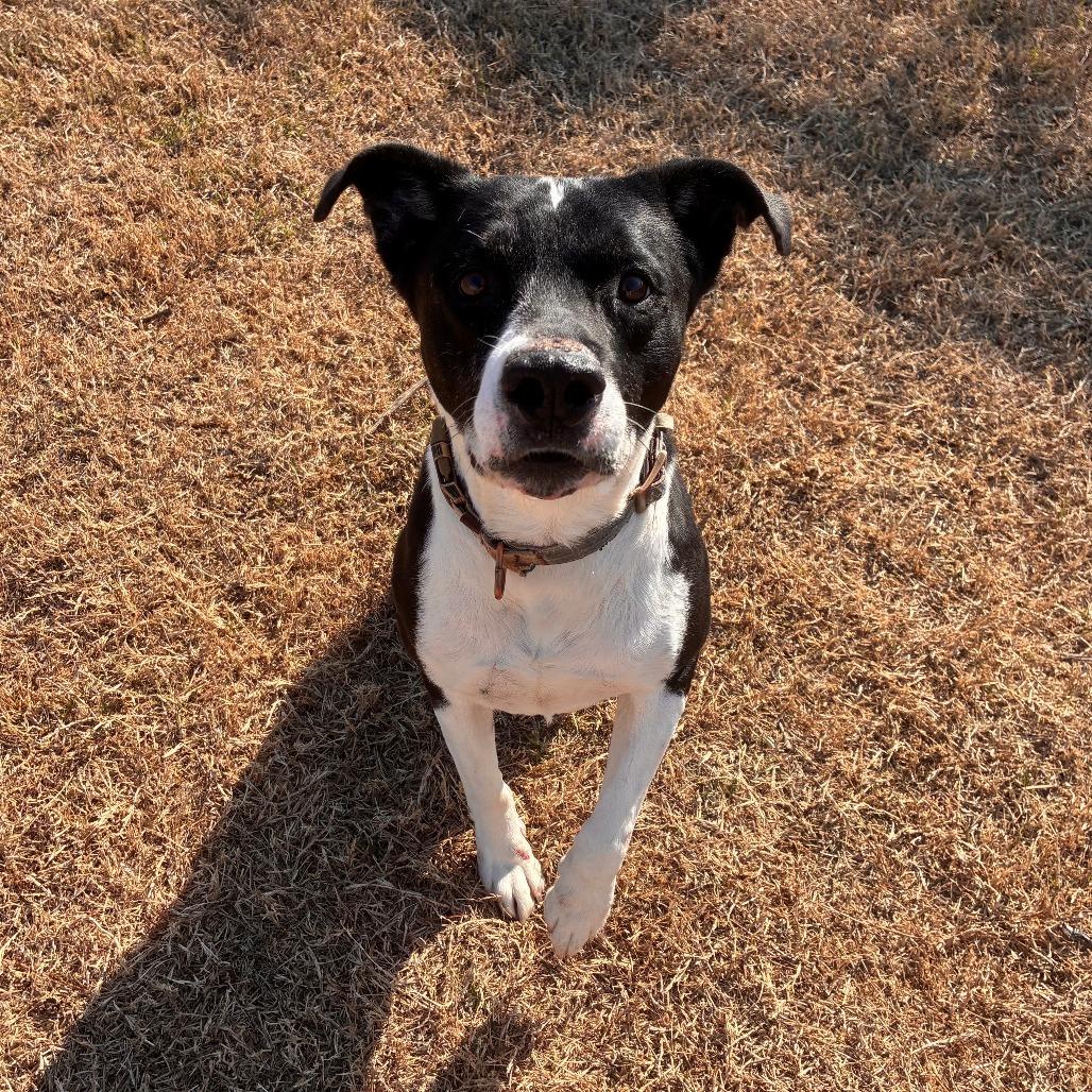 Enlarge Ebenezer, a Adoptable mixed breed in Norman, OK image 3/3