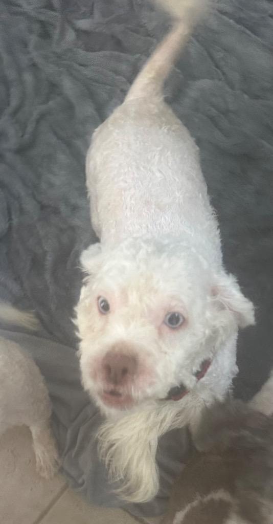Noodle, Adoptable, Young Male Shih Tzu & Terrier.