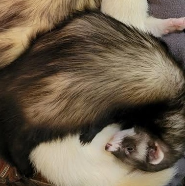 Enlarge Rocket, a Adoptable Ferret in Acworth, GA image 1/1