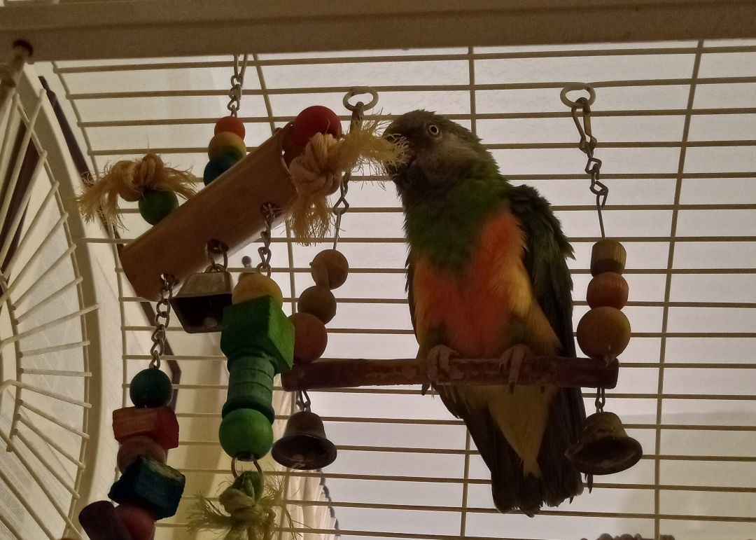 Squeaky