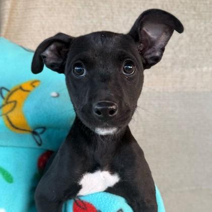 Toph, Adoptable, Puppy Female Chihuahua & Mixed Breed.