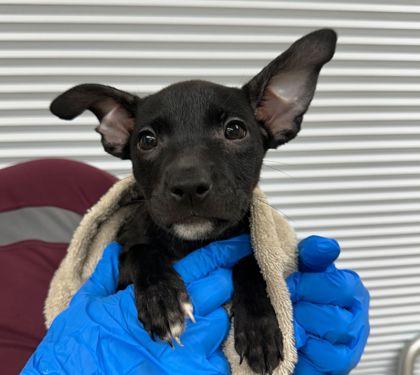 Toph, Adoptable, Puppy Female Chihuahua & Mixed Breed.