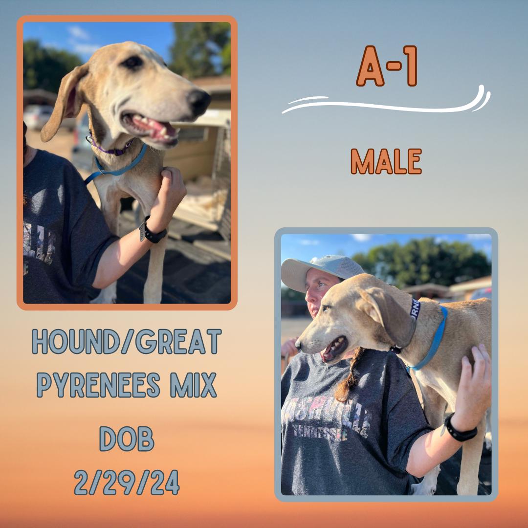 Dog for adoption A1, a Hound & Great Pyrenees Mix in Downers Grove