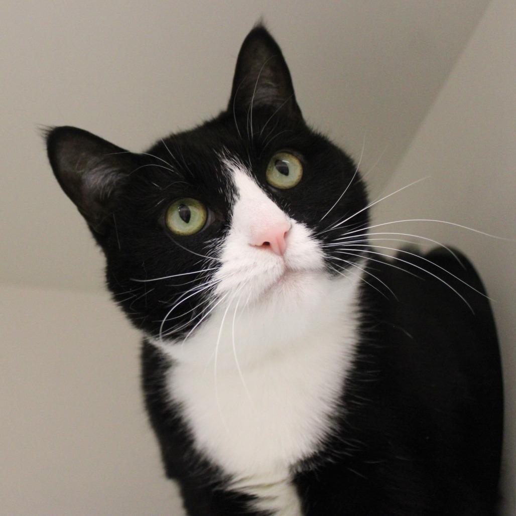 Bella — thumbnail 2