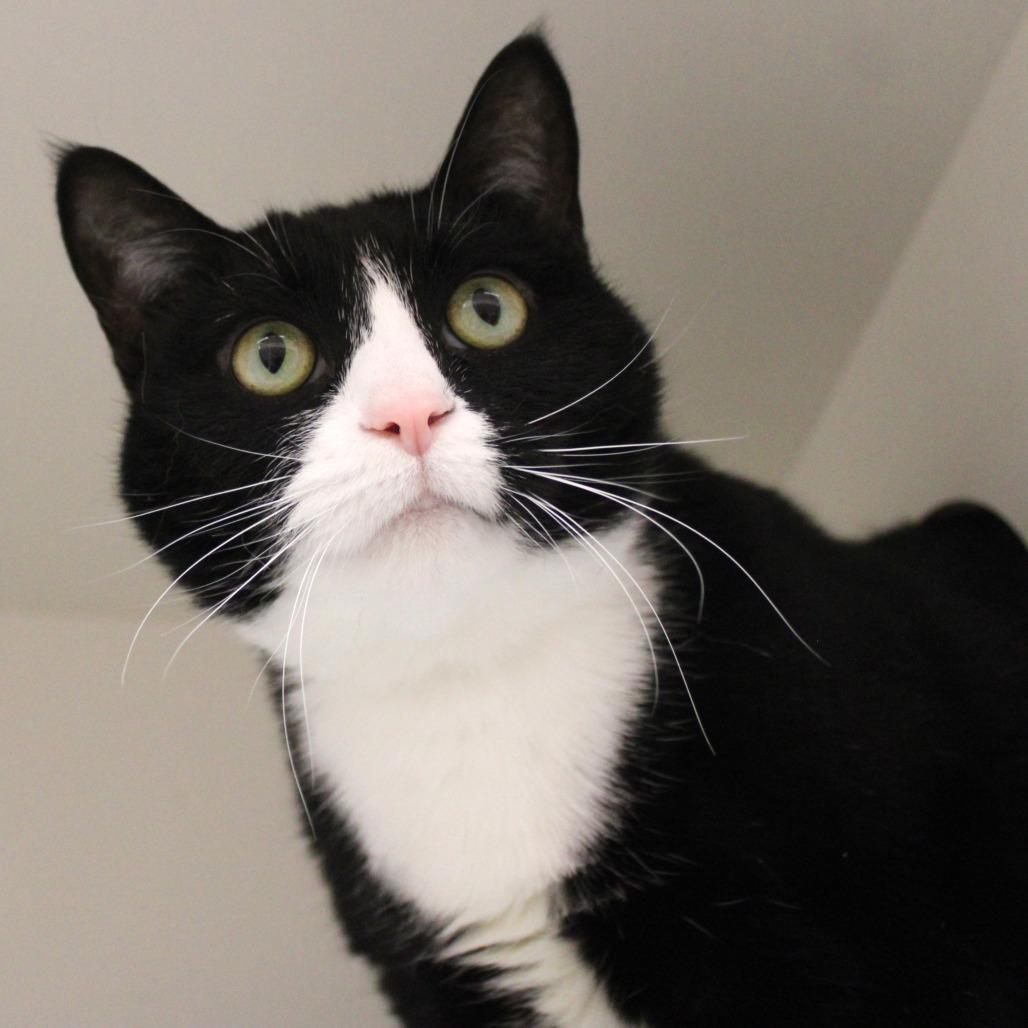 Bella — thumbnail 3