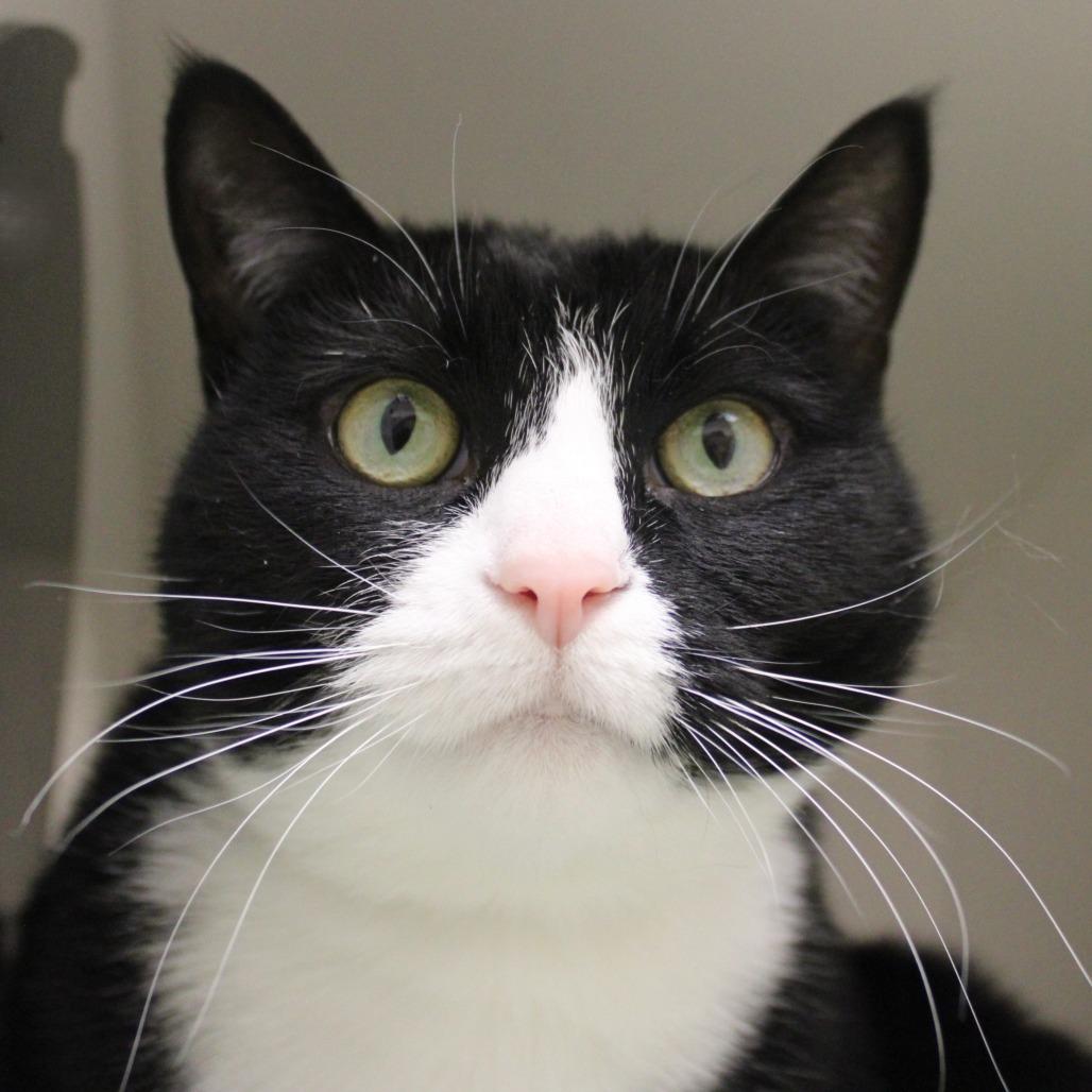 Bella — thumbnail 4