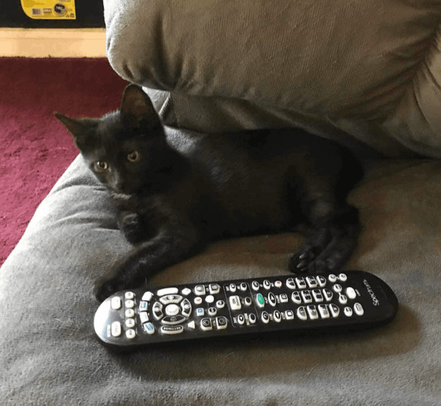 Dolly, Adopted, Kitten Female Domestic Short Hair & American Bobtail.