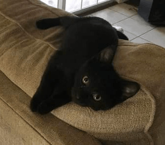 Enlarge Dolly, a Adopted mixed breed in Bardstown, KY image 2/6