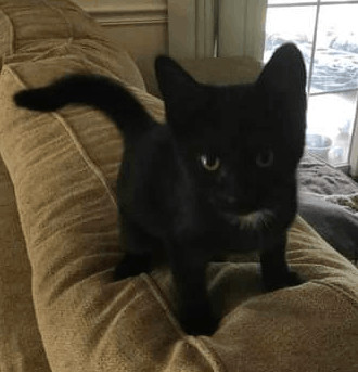 Enlarge Dolly, a Adopted mixed breed in Bardstown, KY image 3/6