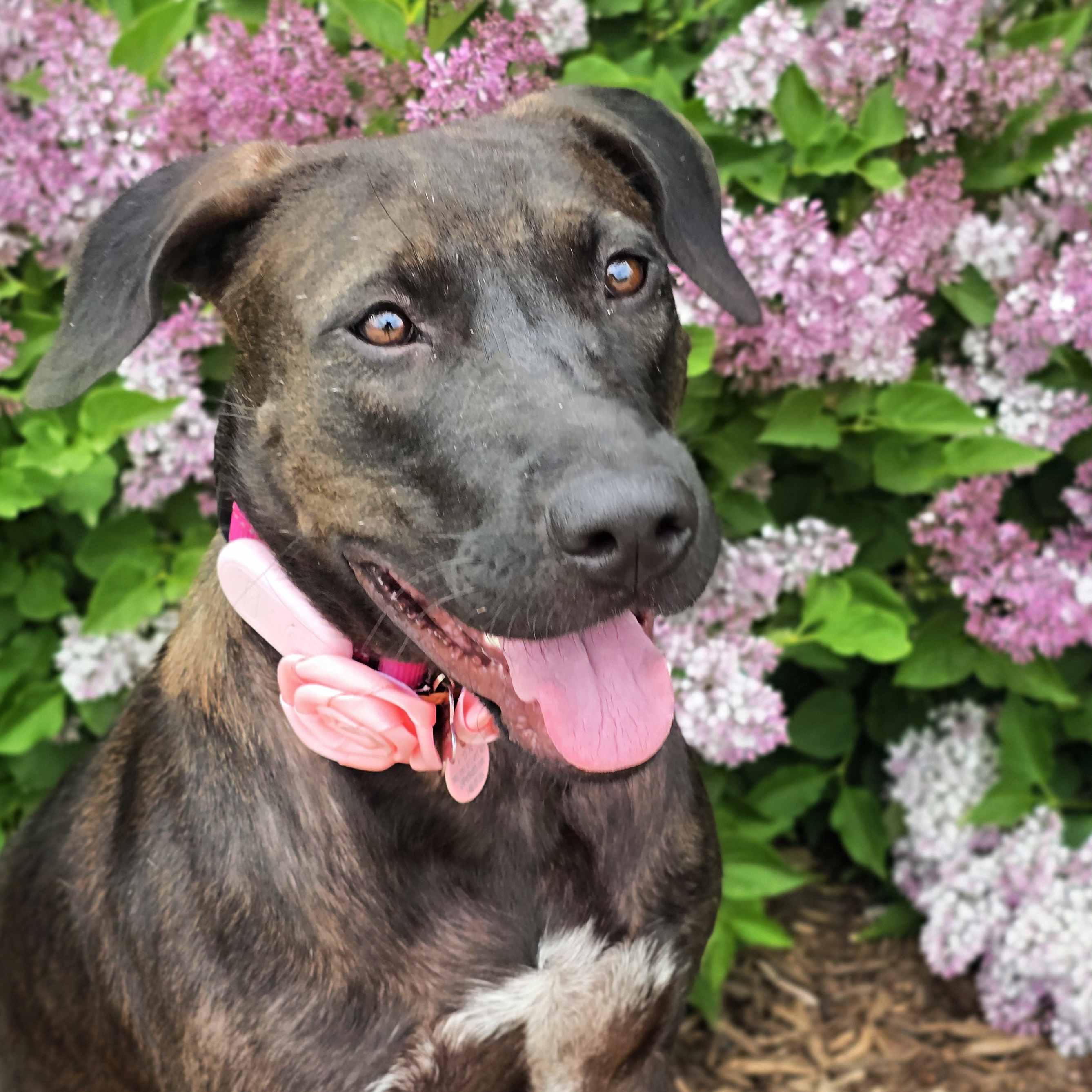 Latte, ADOPTABLE, Adult Female Retriever & Mixed Breed.