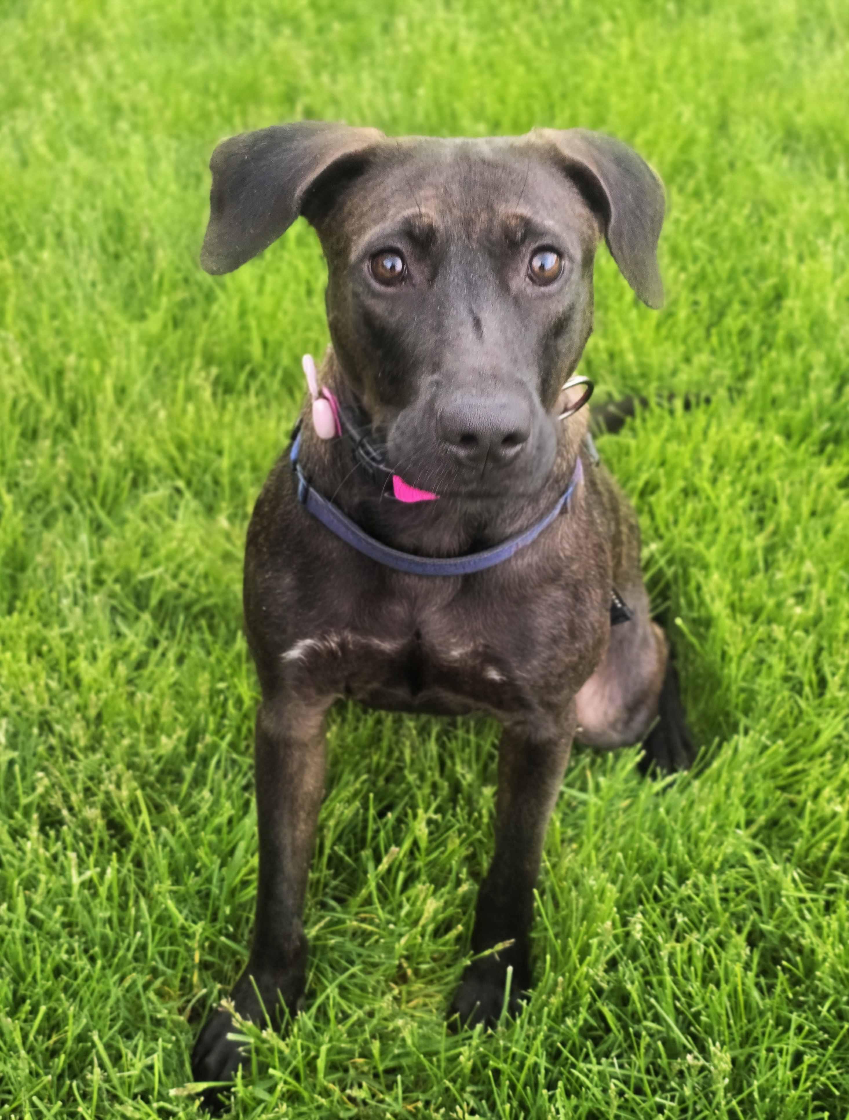 Latte, a ADOPTABLE mixed breed in Itasca, IL image 4/6