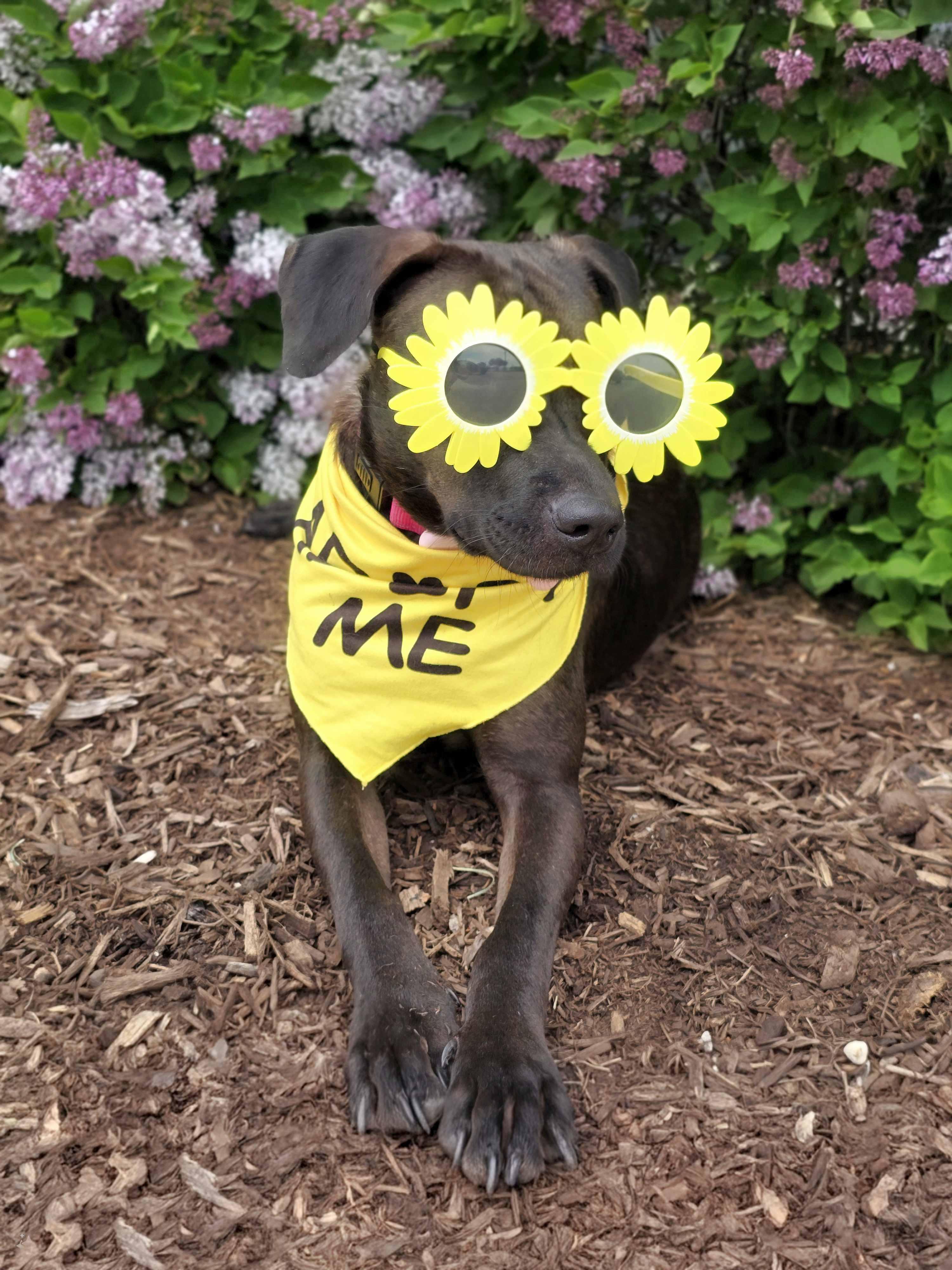 Latte, a ADOPTABLE mixed breed in Itasca, IL image 6/6