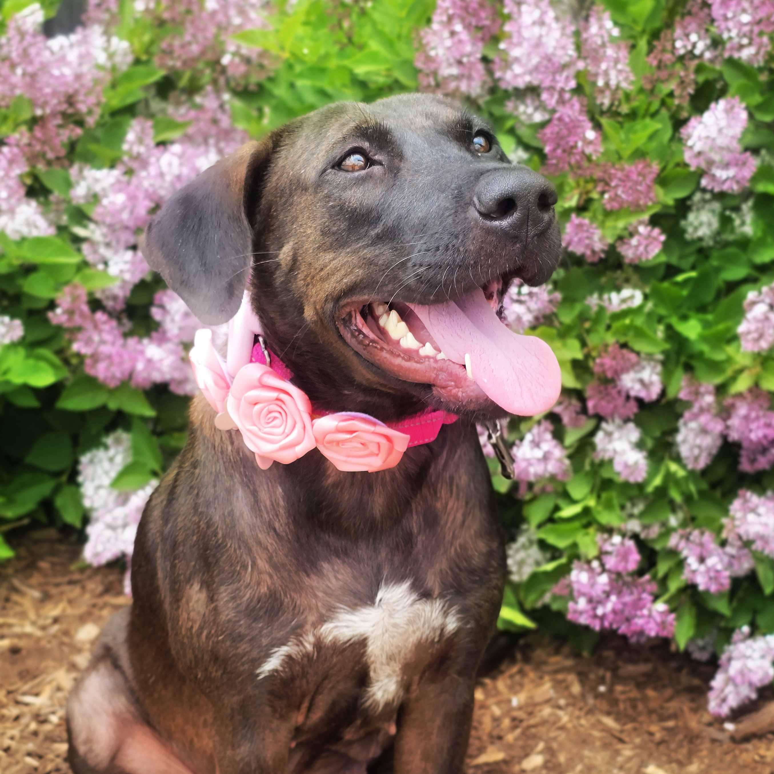 Latte, a ADOPTABLE mixed breed in Itasca, IL image 2/6