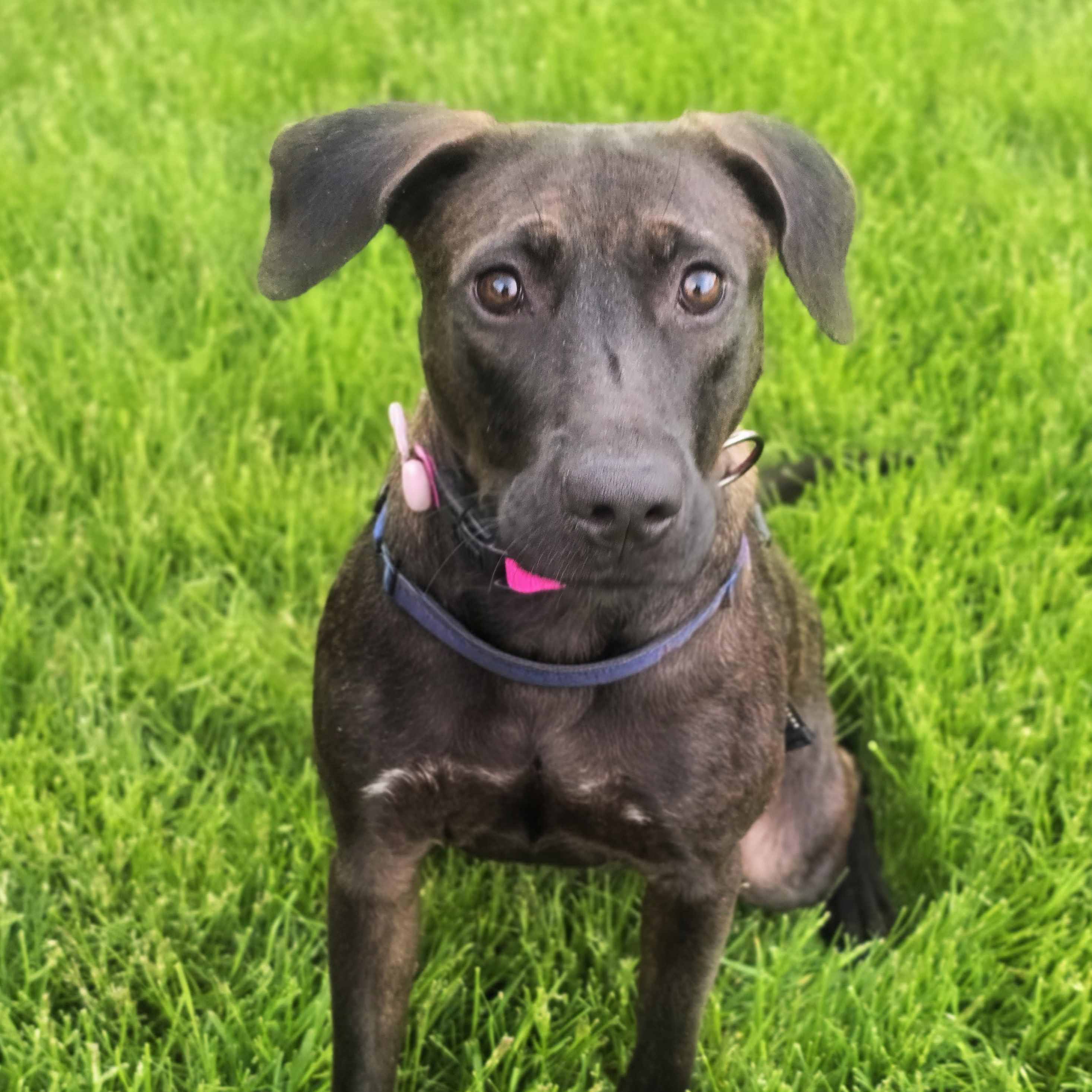 Latte, a ADOPTABLE mixed breed in Itasca, IL image 5/6