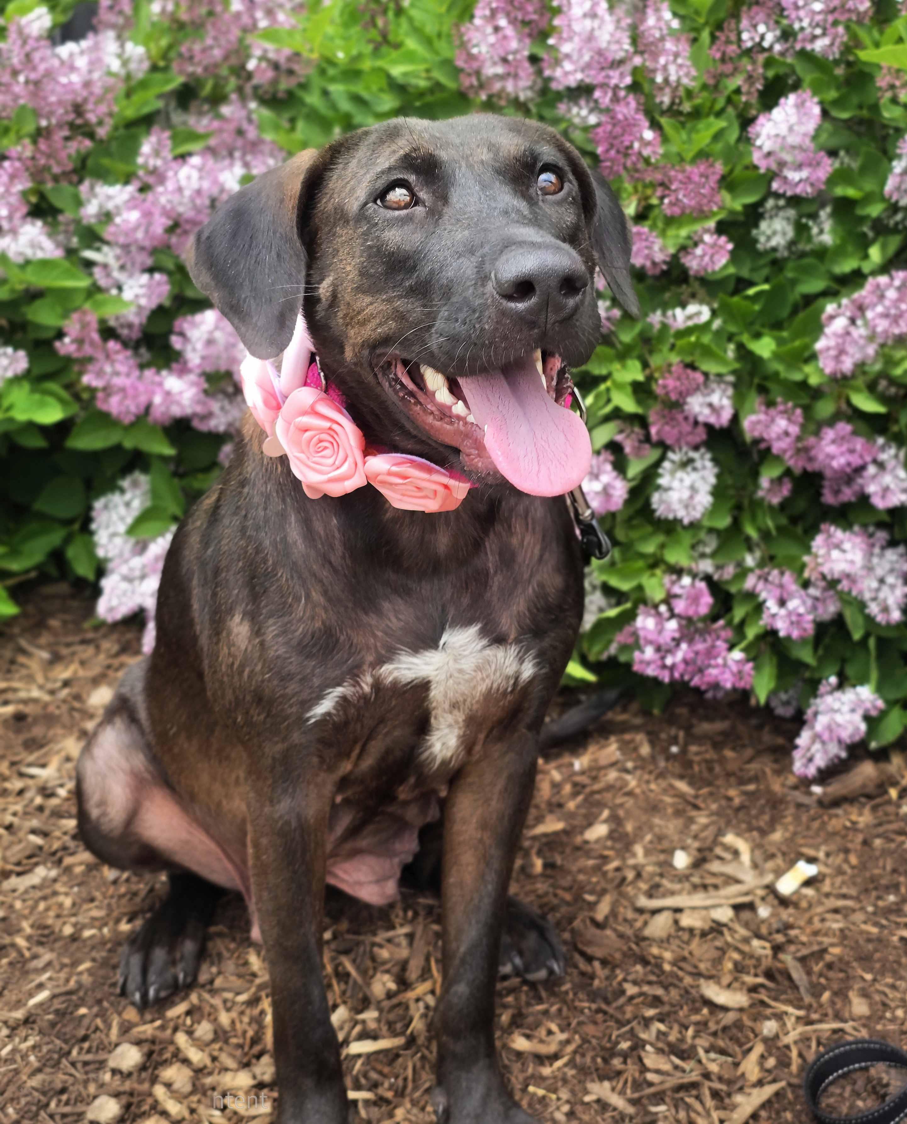 Latte, a ADOPTABLE mixed breed in Itasca, IL image 3/6
