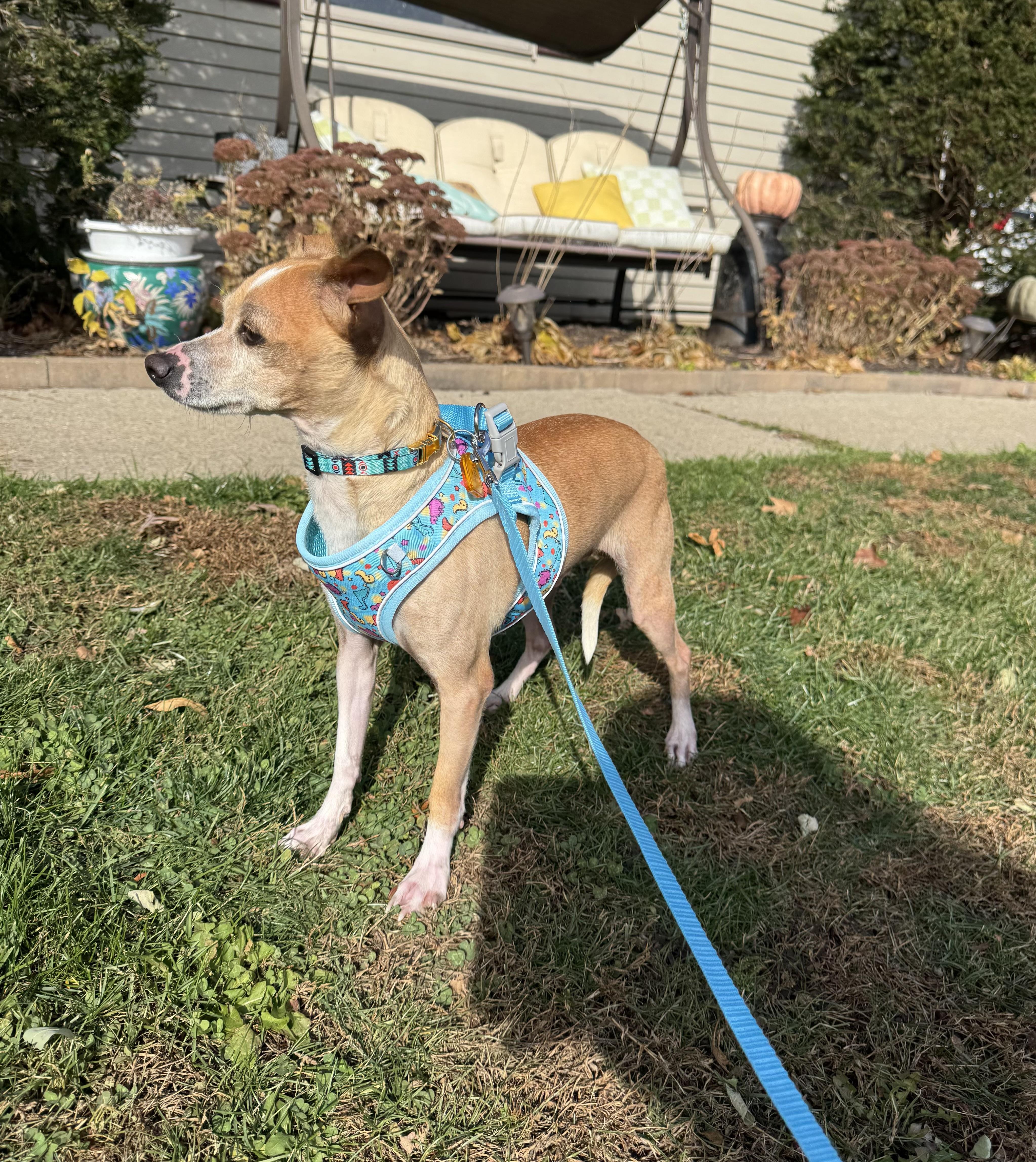 Enlarge Flapjack, a Adoptable mixed breed in North Freedom, WI image 1/2