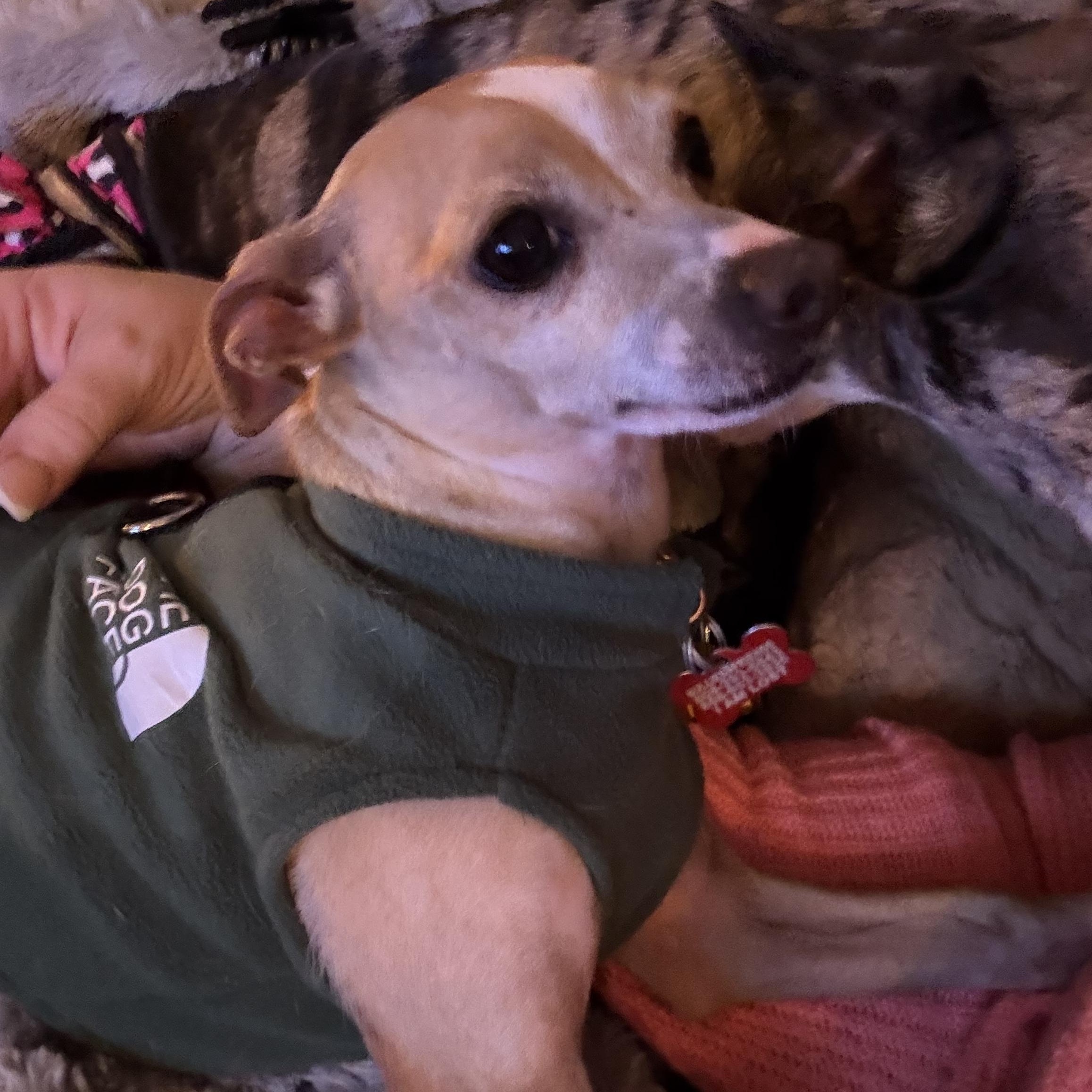 Enlarge Flapjack reduced fee , an adopted mixed breed in North Freedom, WI image 2/3