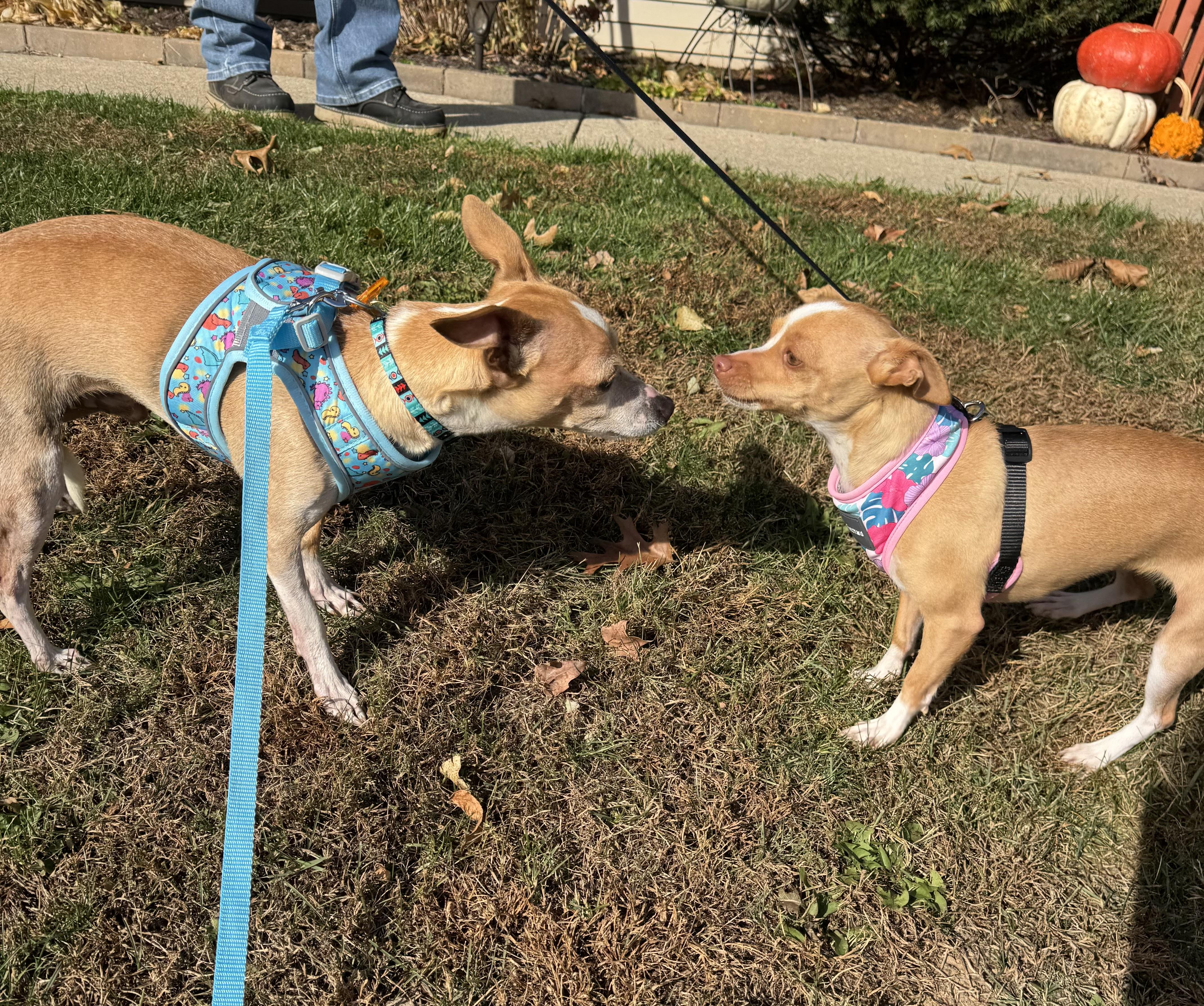 Enlarge Flapjack, a Adoptable mixed breed in North Freedom, WI image 2/2