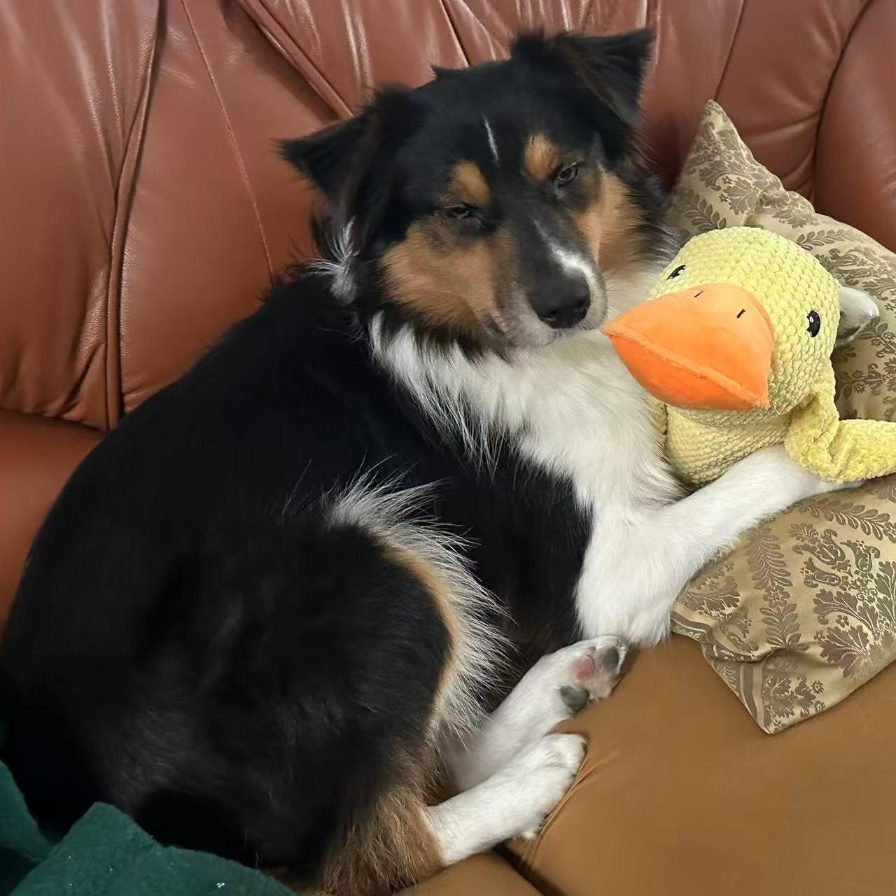 Hadow, a ADOPTABLE Australian Shepherd in Van Nuys, CA image 3/5