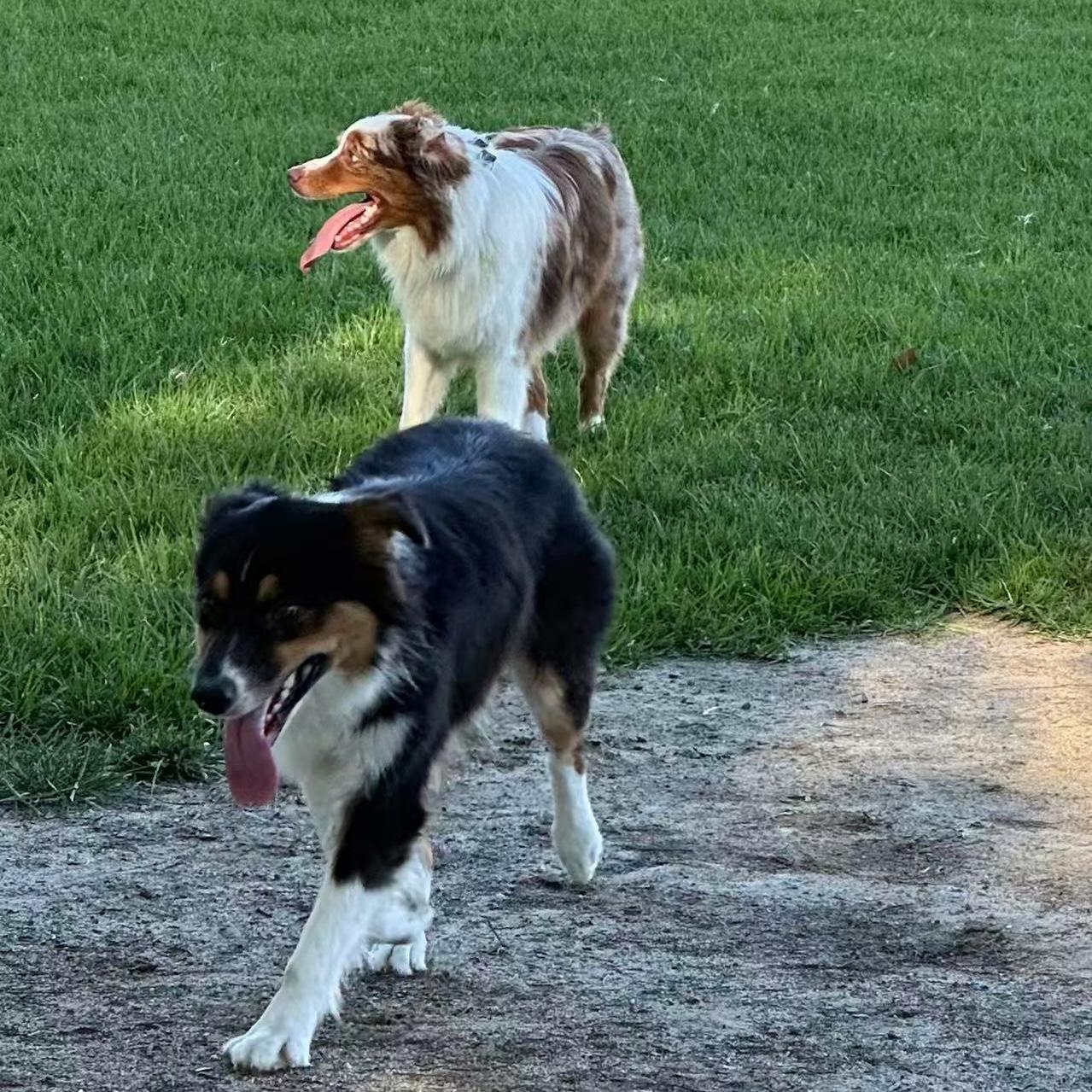 Hadow, a ADOPTABLE Australian Shepherd in Van Nuys, CA image 4/5