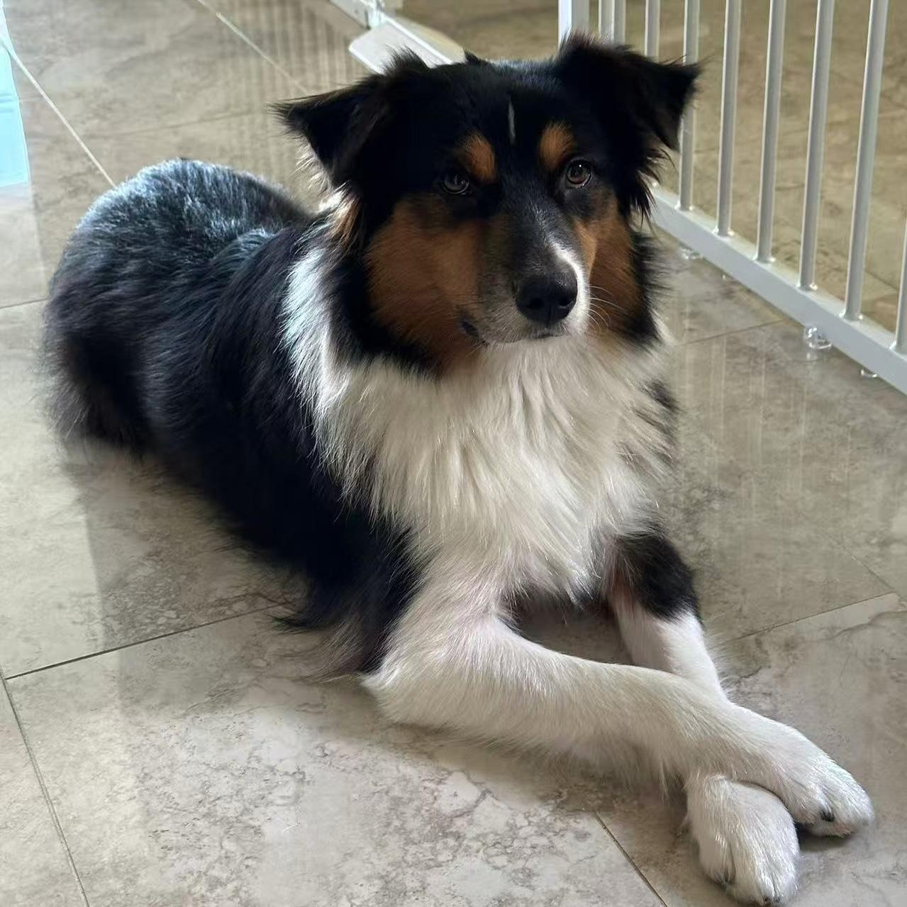 Hadow, a ADOPTABLE Australian Shepherd in Van Nuys, CA image 1/5