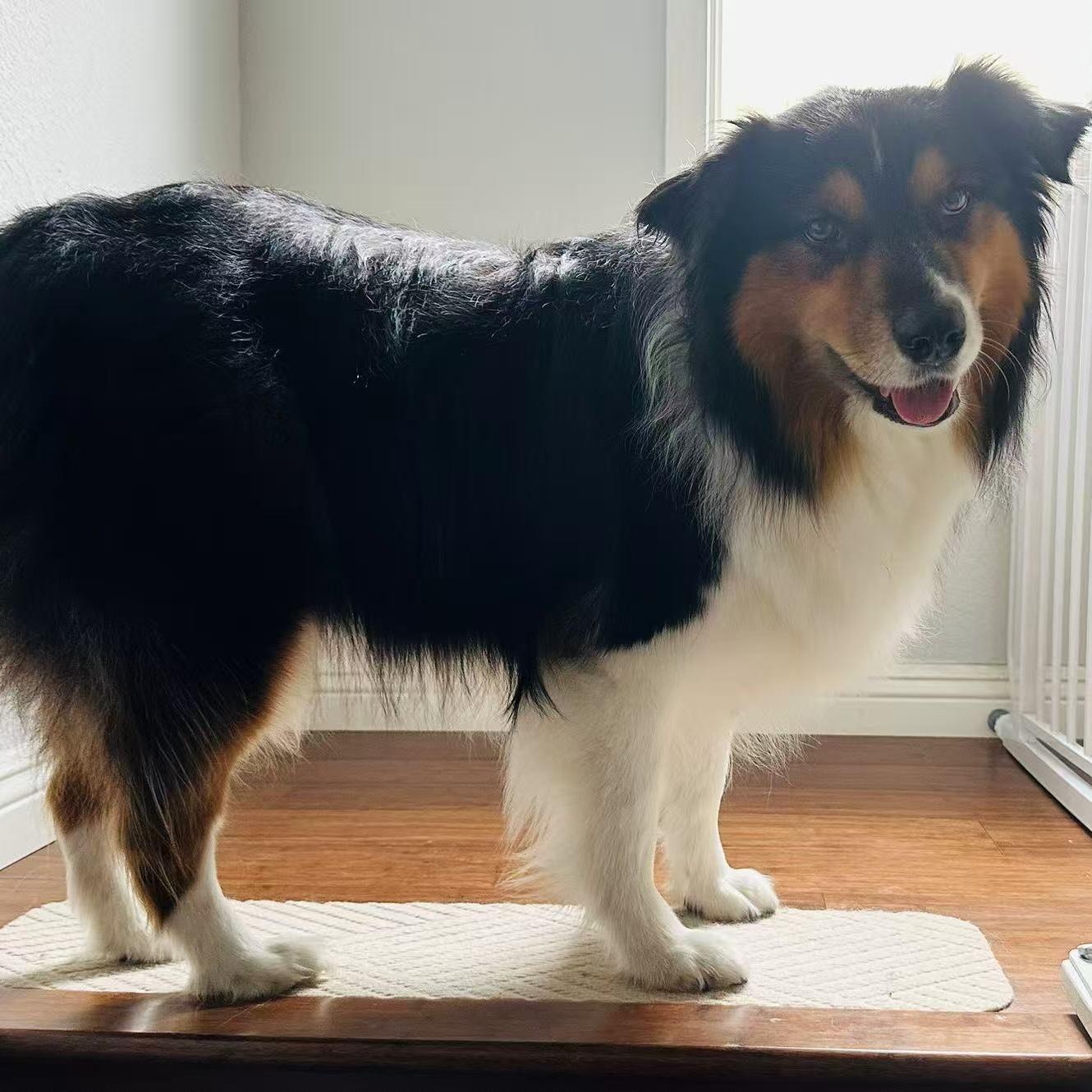 Hadow, a ADOPTABLE Australian Shepherd in Van Nuys, CA image 2/5