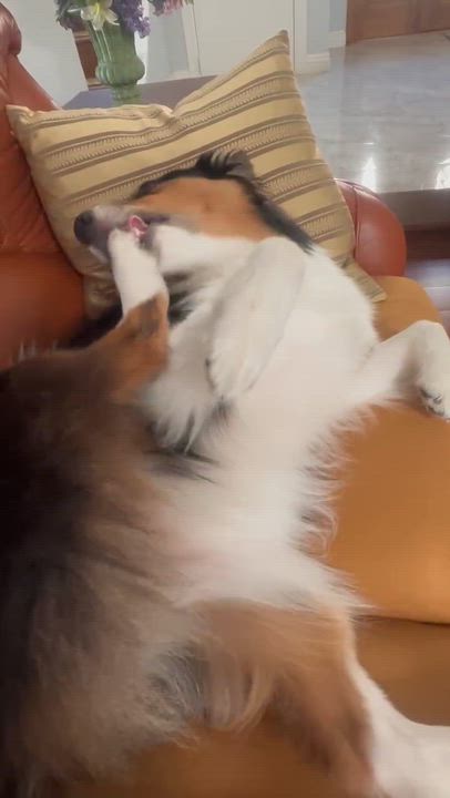 Enlarge Hadow, a ADOPTABLE Australian Shepherd in Van Nuys, CA video 5/5