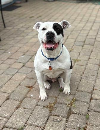 Theo, a ADOPTABLE mixed breed in West Milton, OH image 2/6