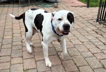 Theo, a ADOPTABLE mixed breed in West Milton, OH image 3/6