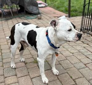 Theo, a ADOPTABLE mixed breed in West Milton, OH image 4/6