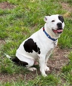 Theo, a ADOPTABLE mixed breed in West Milton, OH image 1/6