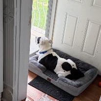 Theo, a ADOPTABLE mixed breed in West Milton, OH image 6/6