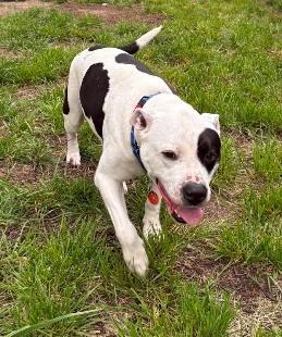 Theo, a ADOPTABLE mixed breed in West Milton, OH image 5/6