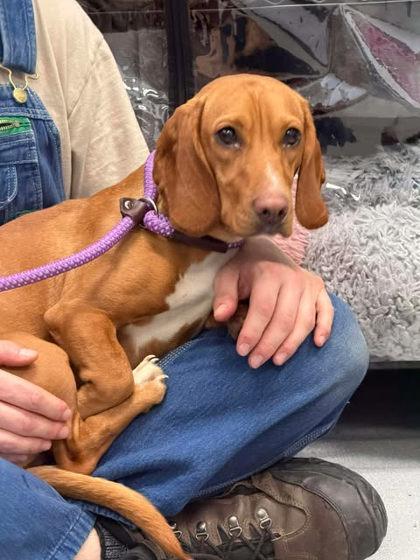 Enlarge Mrs. Doorstop, a Adoptable mixed breed in Spruce Pine, NC image 1/1